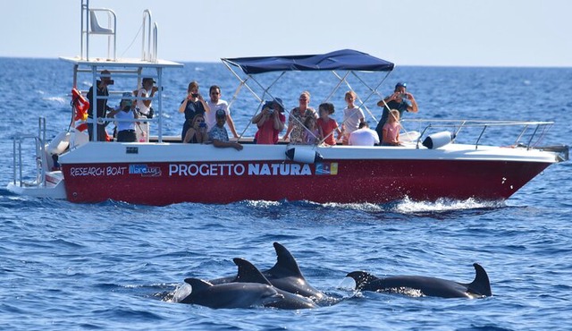 Alghero - Dolphin Watching and Guided Snorkeling (summer tour)
