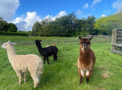 Alpaca Haven Farm