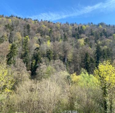 Am Wald, Am Berg