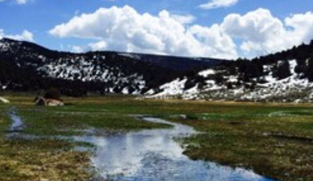 Amazing Grass Creek