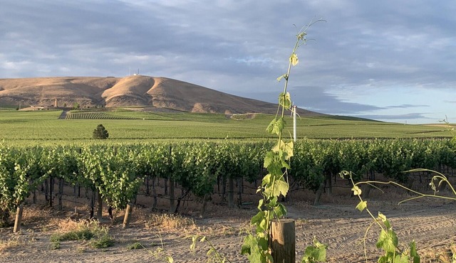 Amidst the vines @ Ambassador House