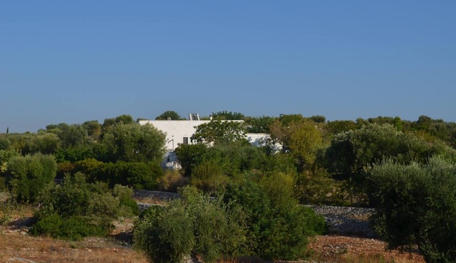 Ancient farmhouse among centenary olive trees