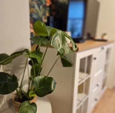 Apartament Boho