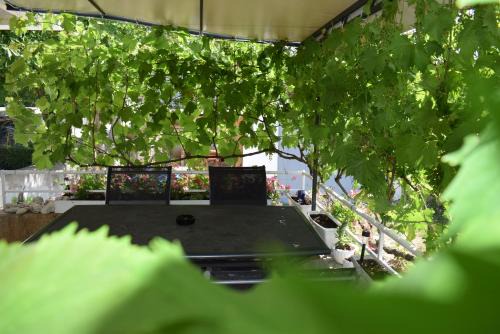 Apartment Grapes
