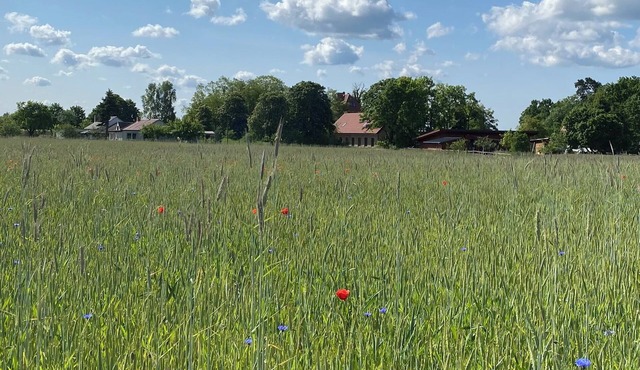 Apartment in converted stable barn with own garden near the lake, south facing. Uckermark