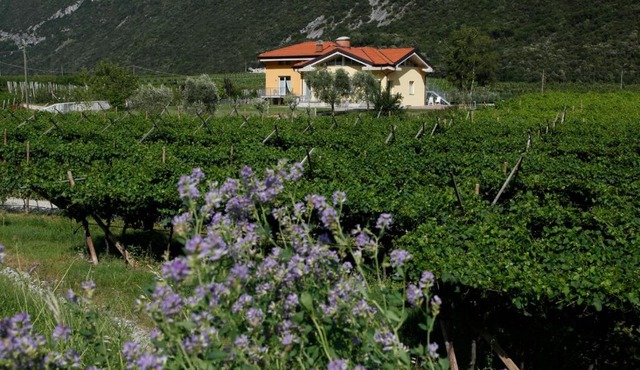 Appartamenti Al Vigneto