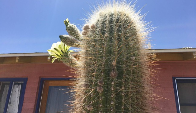 Artistic, Cool & Comfy Cabin Rental in Joshua Tree