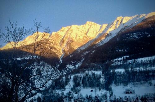 Arve
