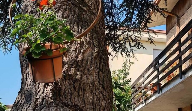 B&B Il Cedro