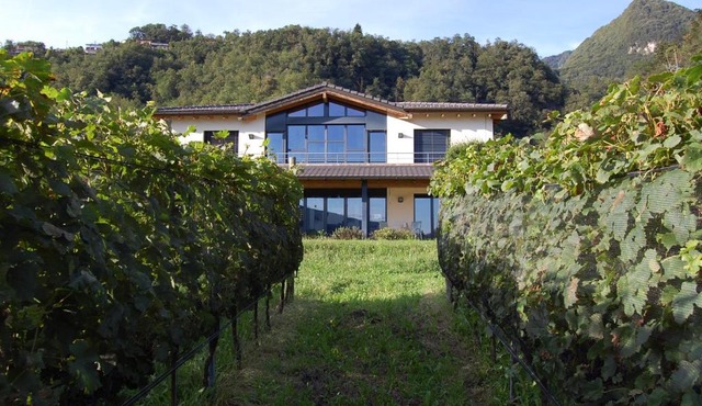 B&B Il Vigneto