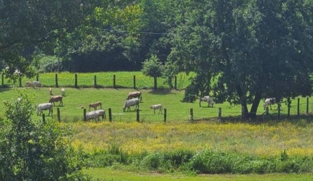 B&B La Rugiada. A 20th century residence immersed in the greenery of Monferrato.
