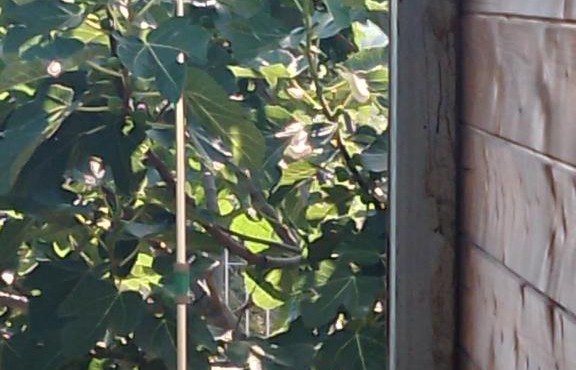 Baita