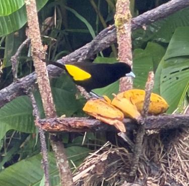 balcon birds ecopolis
