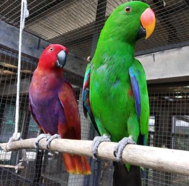 Bali Wildlife Rescue Center