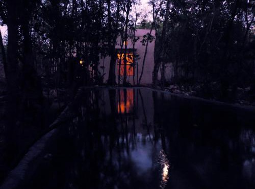 barefoot jungle studios