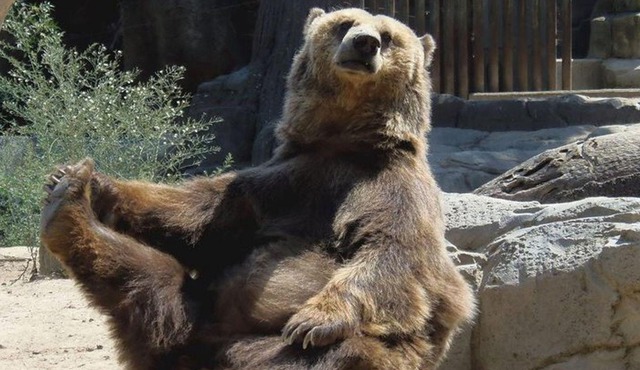 Bears Sanctuary, Dracula's Castle, Brasov Day Trip Private Tour from Bucharest