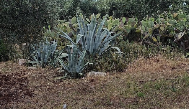 Beautiful villa nestled in a thousand-year-old olive grove 5 minutes from the sea