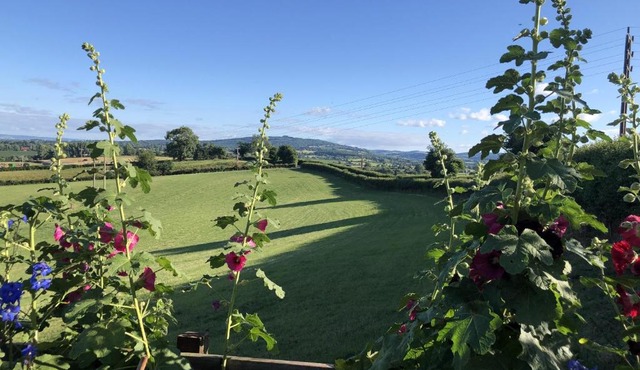 Betula Views