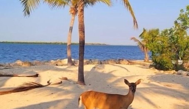Big Pine - Bring your boat! - 4BR/3BA ocean front, private pool & dock