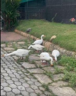 Bindas