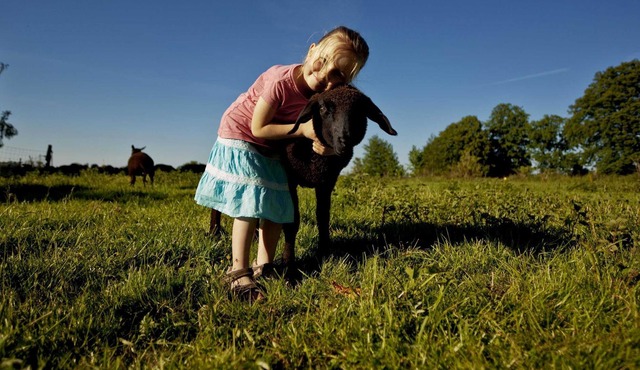 Bioland dairy sheep sheep barn - Fewo sheep barn