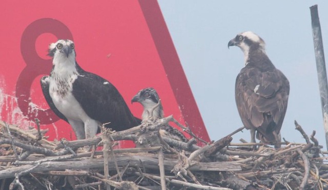 Birding By Boat on the Osprey