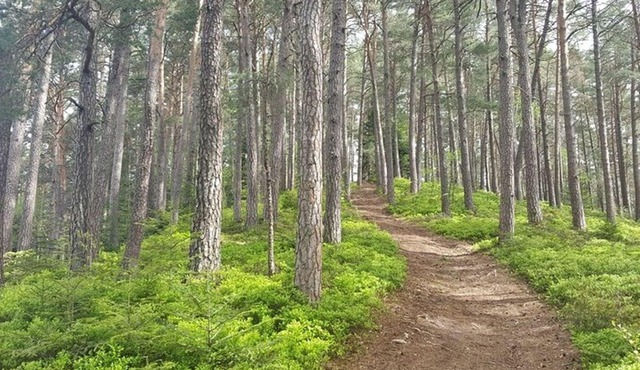 Black Forest: Self-Guided Hike, Ravenna Gorge