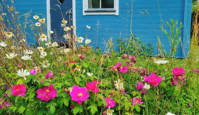 Blue cottage on idyllic Askø