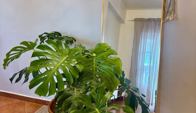 Bohame - Boho Poolside 1BHK, 2-Min Walk to Benaulim Beach