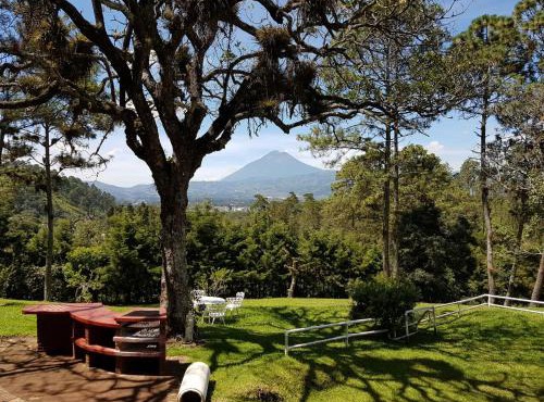 Bosque Macadamia