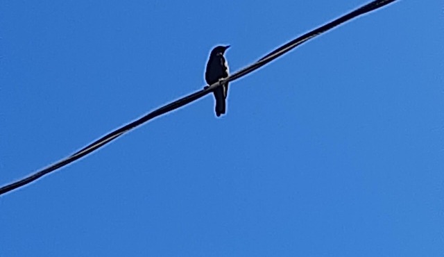 Cantar do Pássaro 🐦