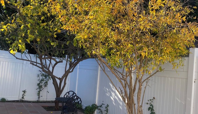 Brand new 1-bedroom cottage with A/C and private fenced yard in West Los Angeles
