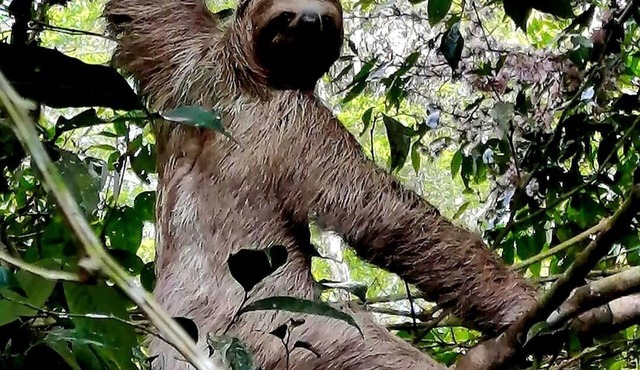 Cabañas Para Descanso Oso Perezoso