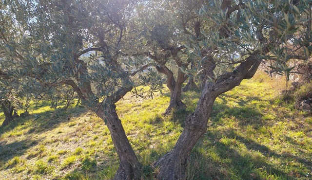 Cabanon provençal: the lezards