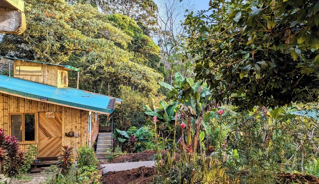Cabin next to the forest with mountain view