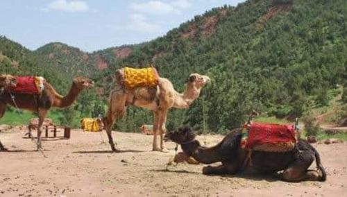 camel riding