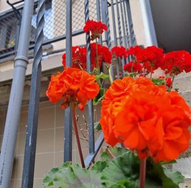 Camelia's Unterkunft
