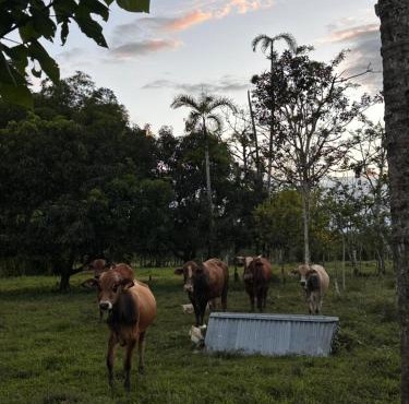 Camping Los Búfalos