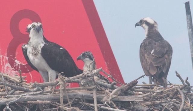 Cape May Birding by Boat Tour