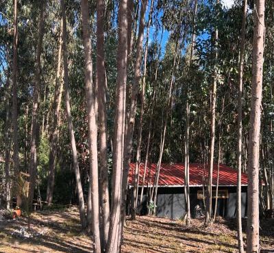 Casa Eucalipto