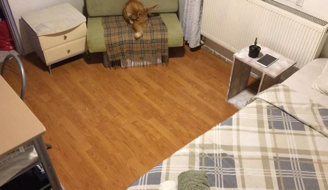 Cat house