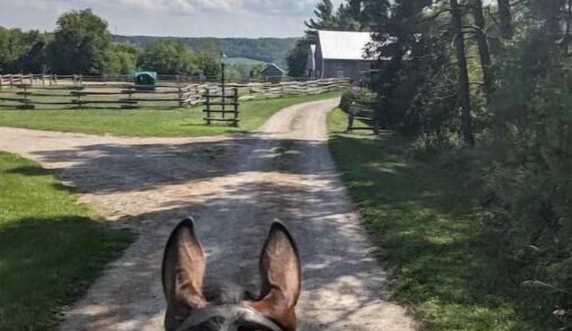 Charming apartment on a beautiful equestrian farm.