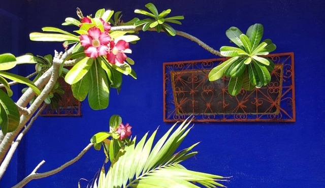 Charming little house in a tropical garden, fast wi-fi, perfect for remote work