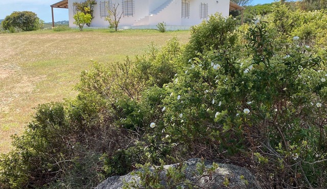 Charming villa located in front of the Maddalena archipelago