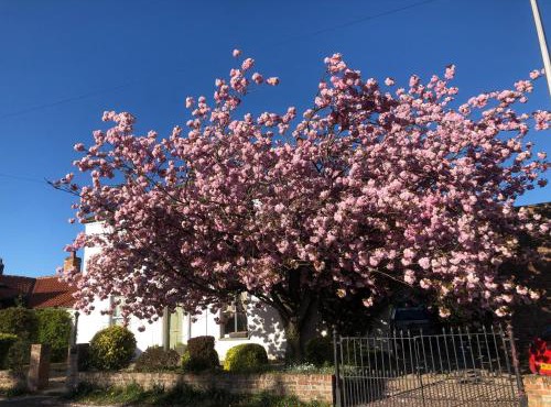 Cherry Tree