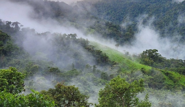 Cloud forest retreat