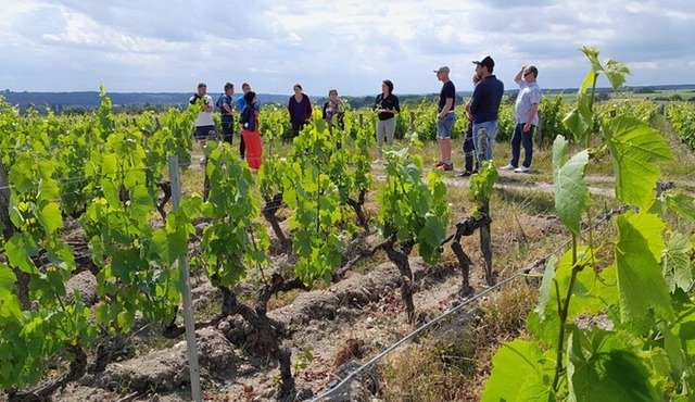 Commented walk between Sauvignon and Gamay