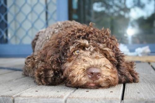 Convent Cottage - Pet-Friendly Central Yamba Escape - Holiday Yamba
