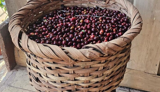 Costa Rica Coffee Tasting Experience