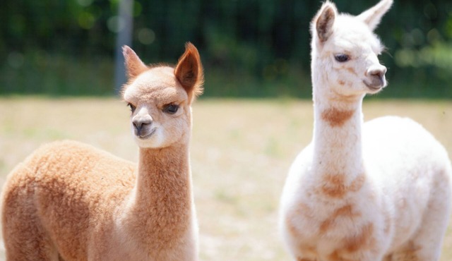 Cozy vacation apartment on the alpaca farm